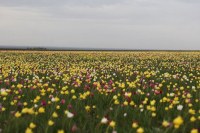 В Саратовской области появится новый памятник природы – тюльпанная степь