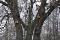 Дуб из «Урочища «Тинь-Зинь» в Энгельсе получил Всероссийский статус памятника живой природы 