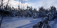 Для саратовцев заготовили 28 тысяч новогодних елок