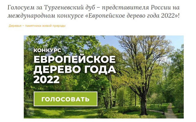 Саратовцев приглашают к голосованию за «Европейское дерево года - 2022»