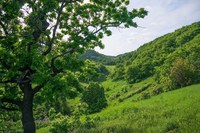 В Минприроды состоится брифинг на тему «Сохранение лесов»