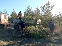 Журналистов приглашают в пресс-выезд на заготовку новогодних елок