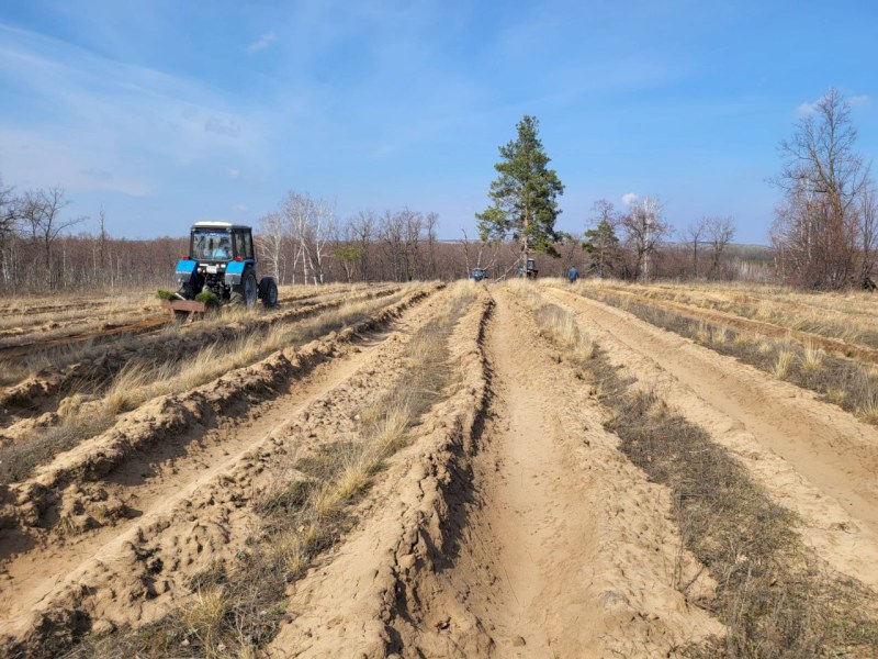 В Саратовской области началась посадка леса