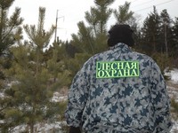 В предновогодние дни усилено патрулирование в лесах области