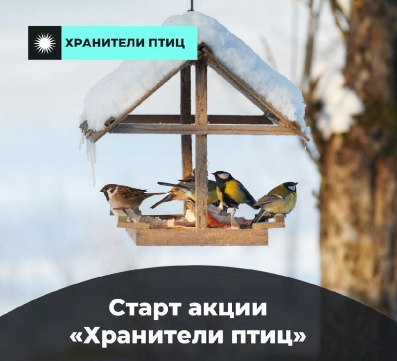 Саратовцев приглашают к участию в экоакции по изготовлению кормушек