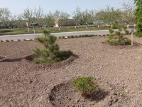 В школе Советского района Саратовской области на открытии Ботанического сада высадили ели