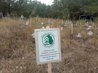 На Кумысной поляне заложили памятную аллею школьных лесничеств Саратовской области и посоревновались в экознаниях