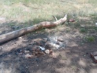 В Саратовской области основными причинами пожаров являются разведение костров в лесу и сельхоз палы