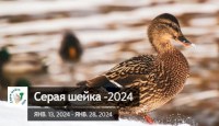 Саратовцев приглашают посчитать водоплавающих птиц