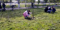 В Парке Патриот в Энгельсе старшеклассники убрали мусор и покрасили деревья в память о героях войны