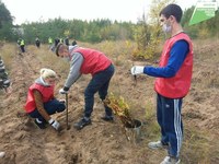В Саратовской области восстанавливают леса