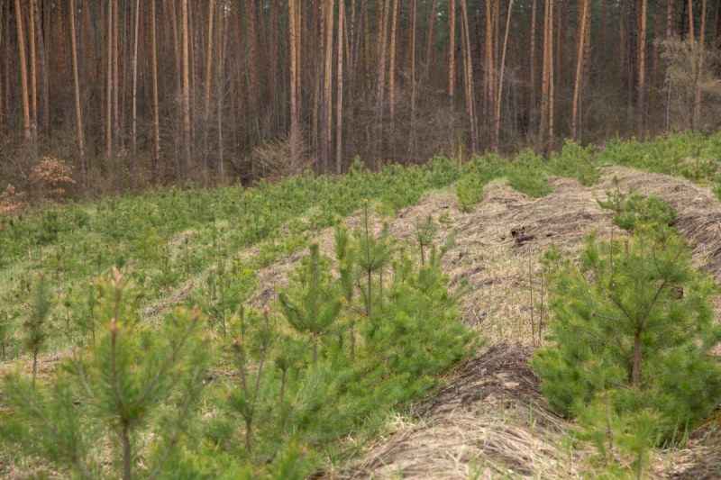 Эковолонтеры области могут получить премию за помощь в восстановлении лесов
