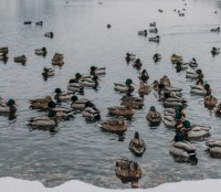 Саратовцев приглашают принять участие в акции «Серая шейка» по подсчету водоплавающих птиц
