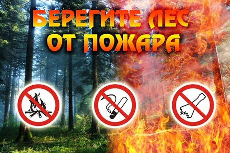Минприроды ограничит пребывание граждан в лесах Саратовской области