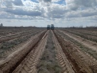 Информация о проведении работ по воспроизводству лесов  на территории области в 2022 году