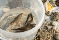 Экопроект «Водорослям крышка» выпустил 65 тысяч мальков в Волгу