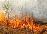 На совещании в Лысогорском районе обсуждались вопросы взаимодействия в случае возникновения лесных пожаров
