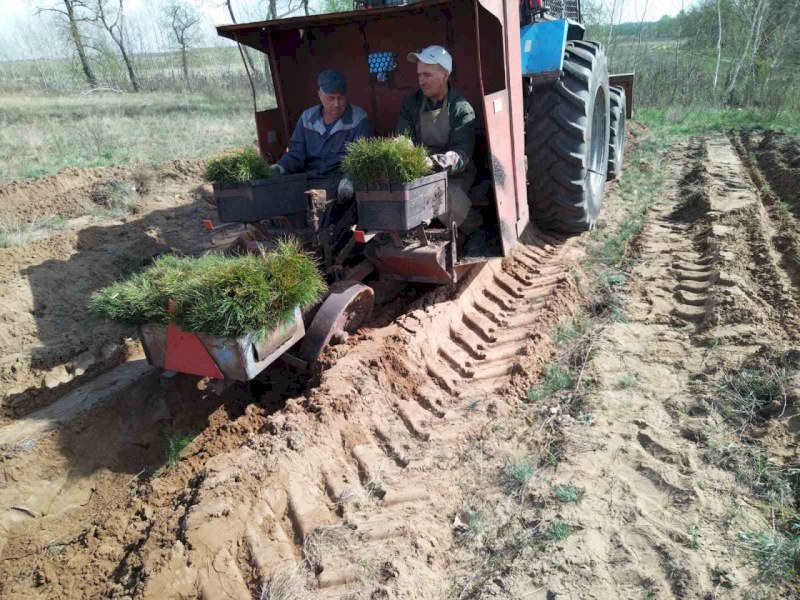 В Саратовской области активно идут лесопосадочные работы