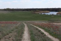 Жители Советского района одобрили создание нового памятника природы тюльпанной степи 