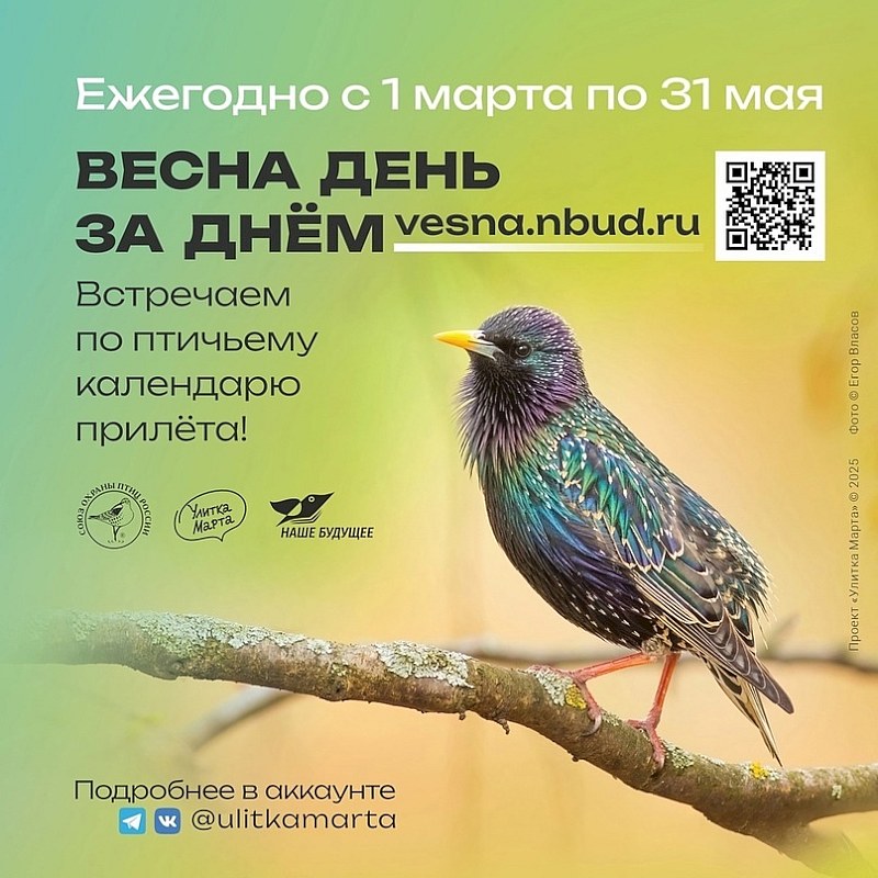 Саратовцев приглашают посчитать птиц весной