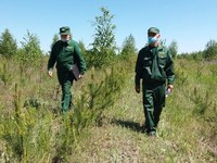 В лесах области усилено патрулирование 