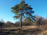 В Саратовской области состоялось обследование исторических деревьев