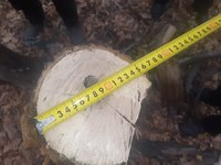 В Саратовской области лесные инспекторы установили 10 фактов незаконных рубок деревьев