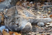 Об охране животных, занесенных в Красную книгу