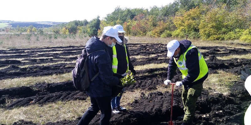 В рамках акции "Сохраним лес" в Саратовской области планируется высадить более 350 тысяч сеянцев