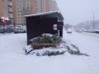 В Саратове новогодние елки пойдут на древесную щепу и топливо для котельных