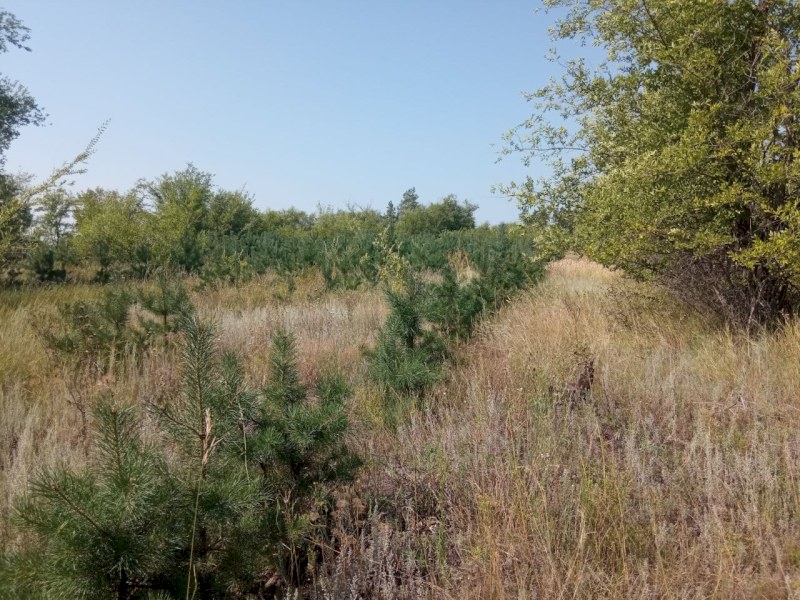 Показатель лесовосстановления в Саратовской области увеличен в 3,6 раза от планового