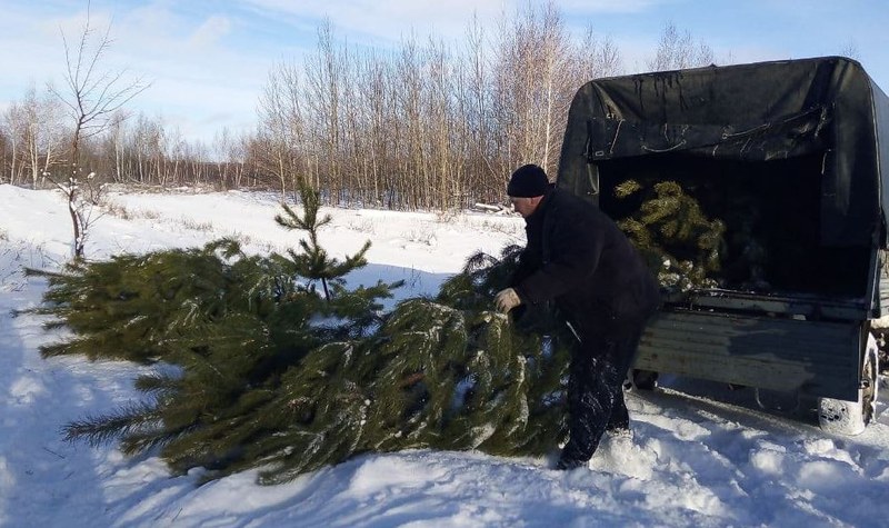 В Саратовской области заготавливают елки на Новогодние праздники