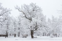 На дератизационные мероприятия «Кумысной поляны» выделено 2 миллиона рублей