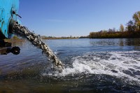 В Саратове почти 200 тысяч мальков выпустили в Волгу