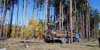 В лесхозе Саратовской области показали весь процесс заготовки леса от сухостоя до готовой доски 