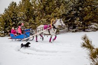 В старый Новый год детишек Саратова бесплатно прокатят на санках, запряженных лошадьми