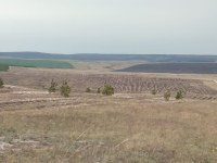 Годовой план воспроизводства лесов в Саратовской области выполнен на 75%