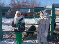 Победитель конкурса минприроды познакомилась с яком Яшмой