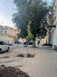 Экологи оценили работы по посадке крупномеров в Саратове
