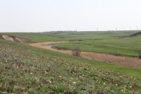 У тюльпанной степи на берегу реки Мечетка появилась охранная зона