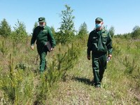 О текущем пожароопасном сезоне на территории лесного фонда области