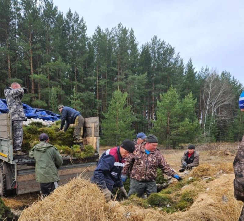 Годовой план воспроизводства лесов в Саратовской области выполнен на 75%