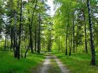 В майские праздники усилено патрулирование в лесах области