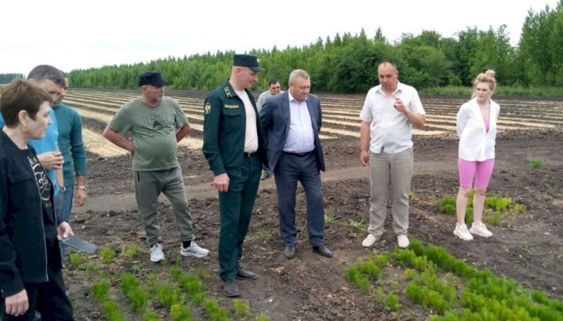 В Саратовской области отметили важность наличия питомников для лесовосстановления региона