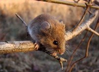 Обработка Кумысной поляны от мышей завершится к концу года
