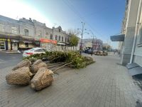 В Саратове впервые высаживают деревья-крупномеры