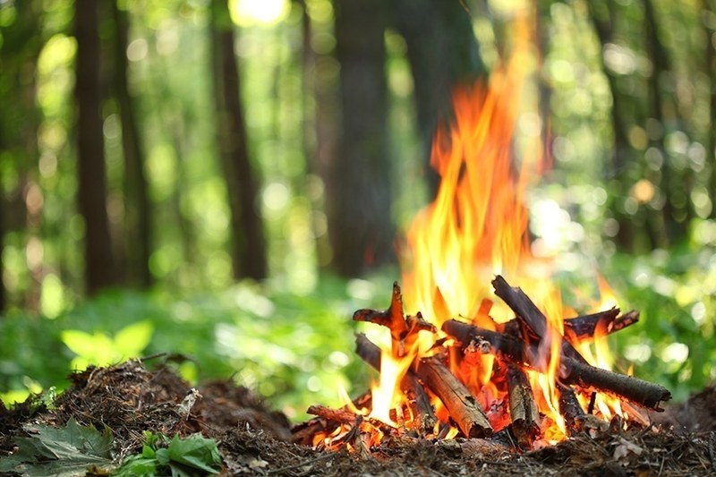 В Вольске инспекторы поймали двух нарушителей в лесу