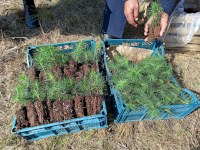 На территории Лысогорского района высажено 0,4 га сеянцев с закрытой корневой системой