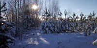 В Саратовской области заготавливают елки на Новогодние праздники