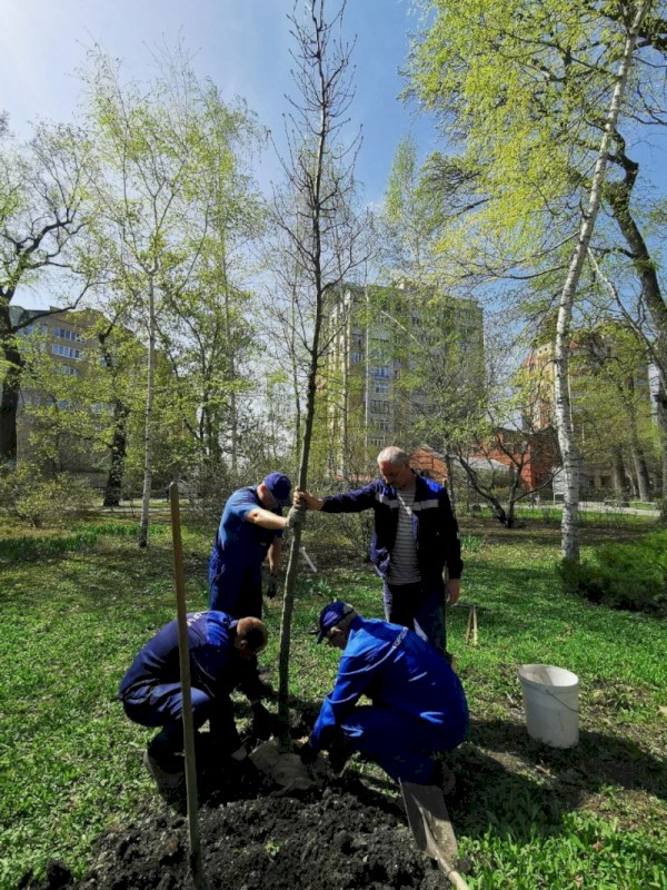 В Саратовском Городском парке высадили 20 двадцатилетних дубов-крупномеров